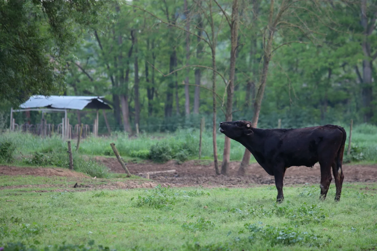 Wagyu de Girona criat a Mas Gener | © Mas Gener